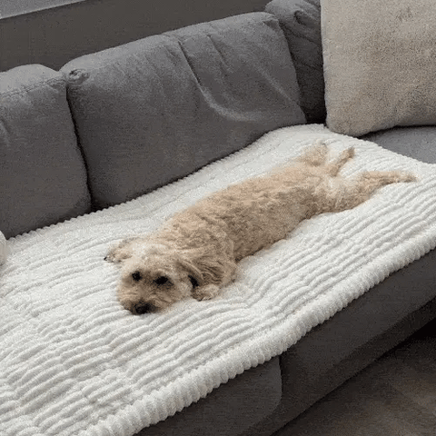 🔥Last Day 60% OFF🎁Cosy Plush Pet Seat Sofa Cover