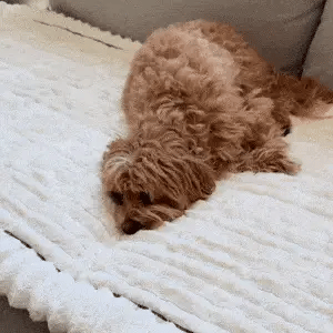 🔥Last Day 60% OFF🎁Cosy Plush Pet Seat Sofa Cover